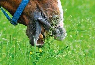 Wiese für Pferde, Hunde, Schafe....