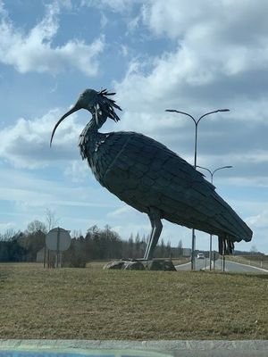 Waldrapp