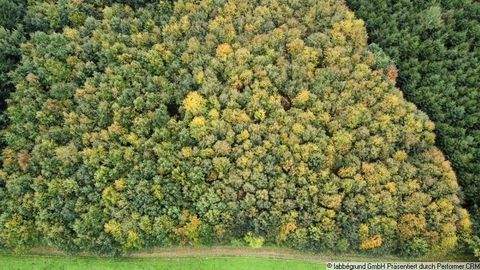 Maisach Bauernhöfe, Landwirtschaft, Maisach Forstwirtschaft