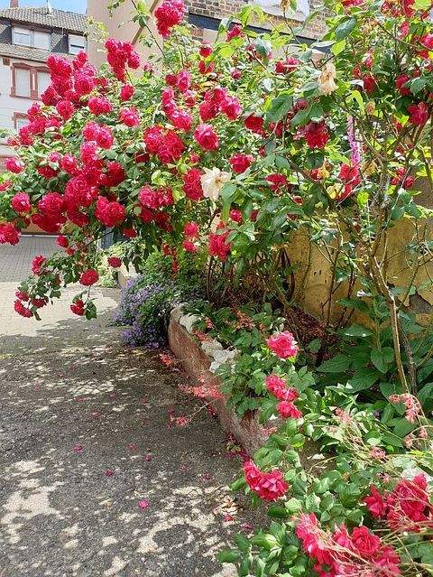 Mannheim Wohnungen, Mannheim Wohnung mieten