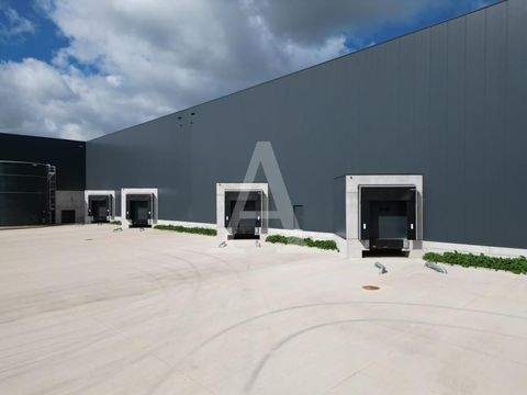 Bergheim Halle, Bergheim Hallenfläche