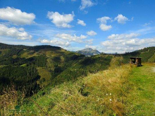 Pachtjagd in der Steiermark Immobilien-Kurz-Salzburg