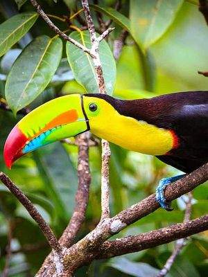 Costa Rica Tucan ImmoScout360.jpg