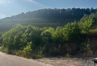 Weinberge