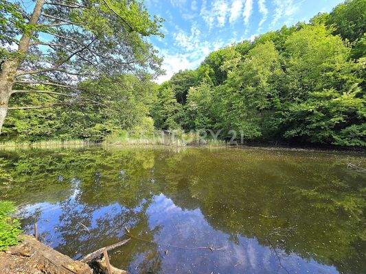Großer Weiher mit viel Ruhe und Angelmöglichkeiten