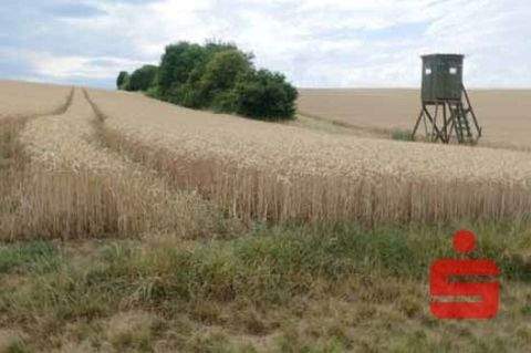 Dettelbach Bauernhöfe, Landwirtschaft, Dettelbach Forstwirtschaft