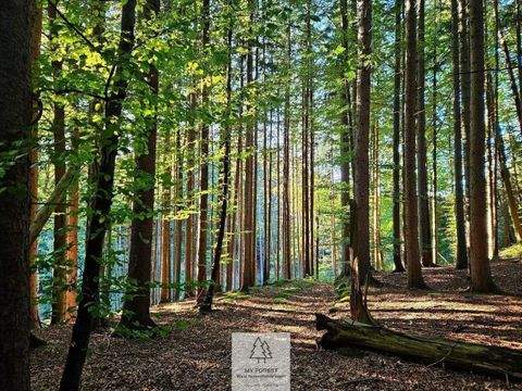 Weyarn Bauernhöfe, Landwirtschaft, Weyarn Forstwirtschaft