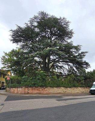 Parkansicht mit Atlas Zeder.jpg