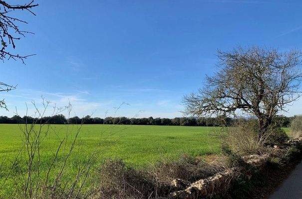 7284_04_Campos_Grundstück