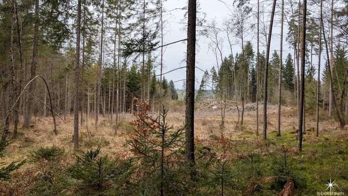 Waldgrundstück Moosburg