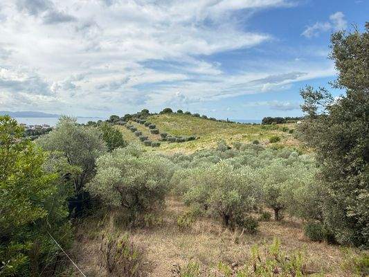 Olivenhain mit Meerblick nach rechts und links