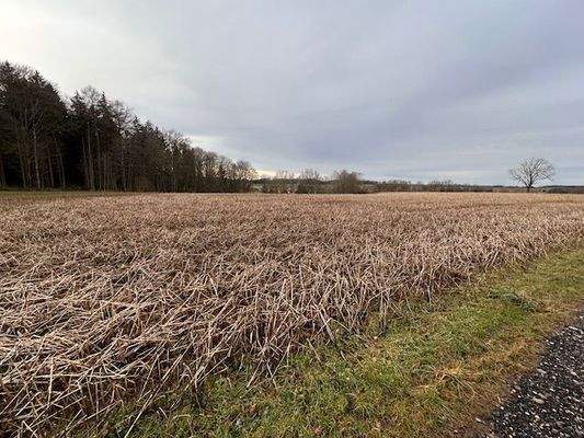 Flst.190 -Scheibenberg-.jpg