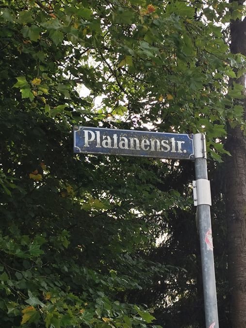 Platanenstr. im "Blumenviertel"-Hadern