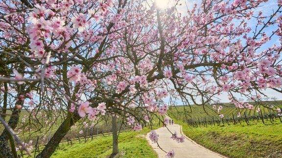 Mandelblüte Deidesheim