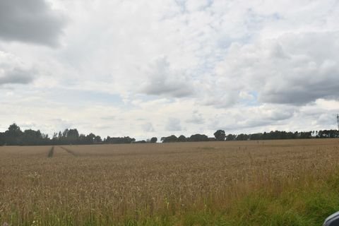 Bassum Bauernhöfe, Landwirtschaft, Bassum Forstwirtschaft