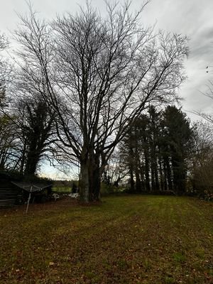 Alte Buche auf dem Grundstück