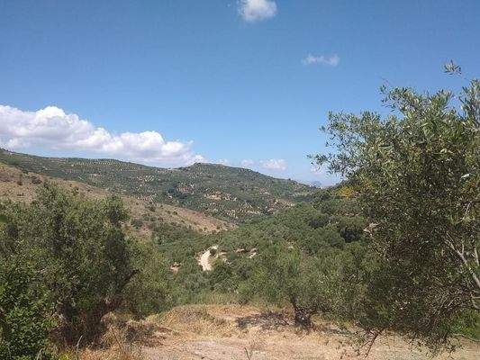 Im Herzen der kretischen Natur – In den Olivenbäumen