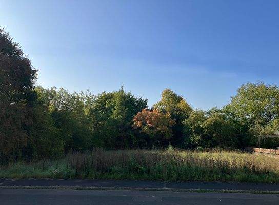 Blick ins Grüne.jpg