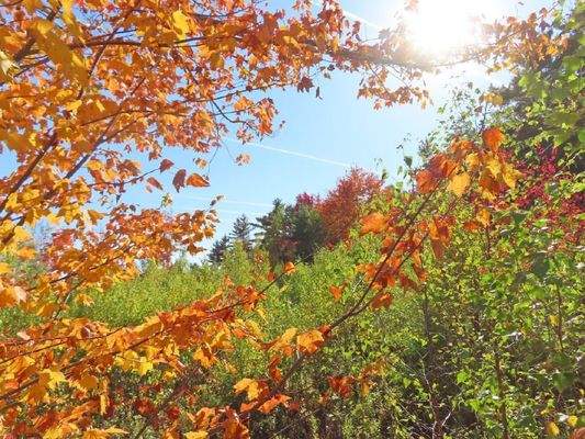 Nova Scotia - Smithfield - Wunderschönes 47-Hektar