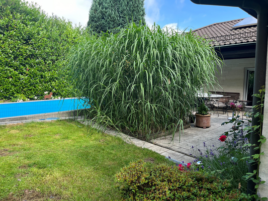 Garten mit Pool