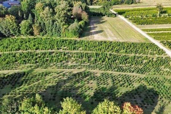 Verpachtetes Ackerland mit Kaufoption