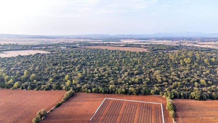 Große rustikale Finca zum Verkauf in Villafranca de Bonany, Mallorca