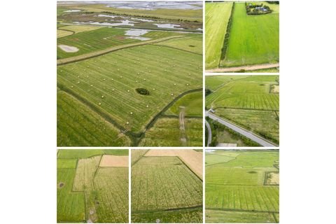 Sankt Peter-Ording Bauernhöfe, Landwirtschaft, Sankt Peter-Ording Forstwirtschaft