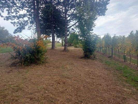 Gerodetes Grundstück im Herbst