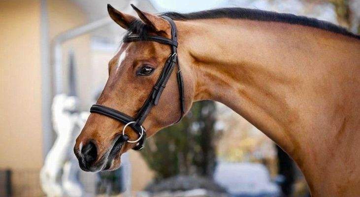 Offerte CH-2026-Si-TG-PF-002.jpg