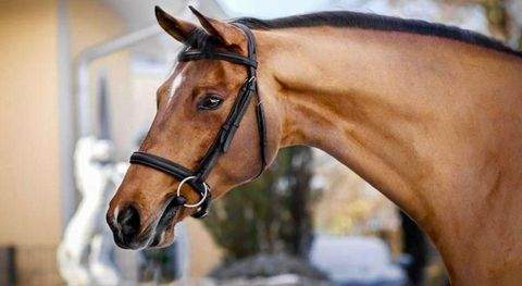 Tuningen Bauernhöfe, Landwirtschaft, Tuningen Forstwirtschaft