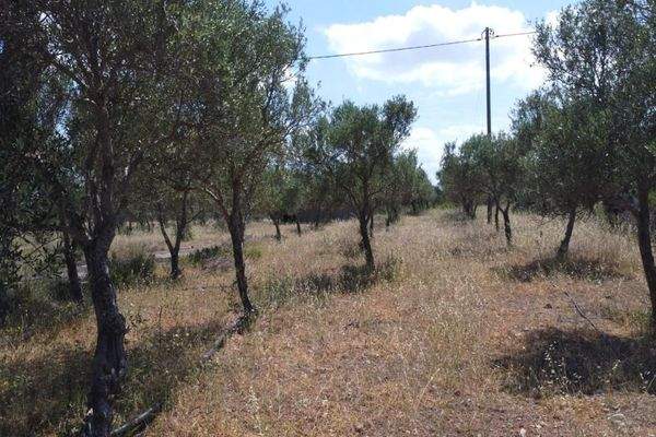 Kreta, Mouzouras: Flaches Grundstück mit Panoramablick zu verkaufen