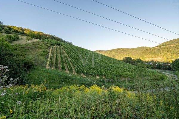 Blick über die bestockten Rebflächen