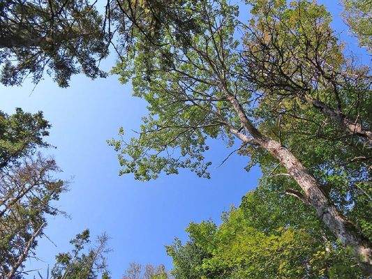 Cape Breton - Cleveland - Wunderschönes See-Ufer-G