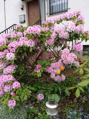 Haus-Eingang im Frühjahr