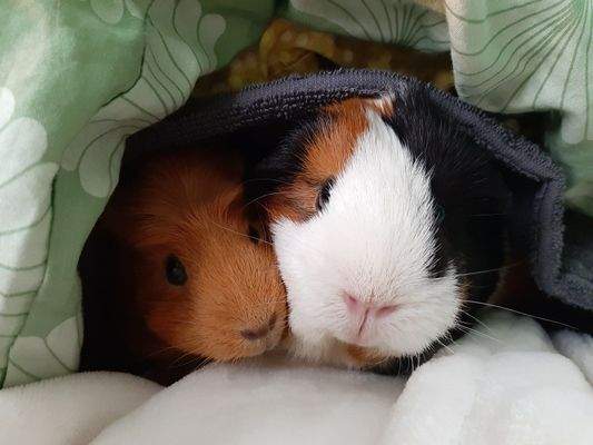 Gemütlicher Platz zum Kuscheln...