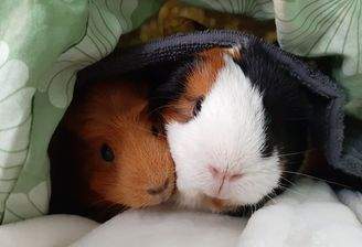 Gemütlicher Platz zum Kuscheln...