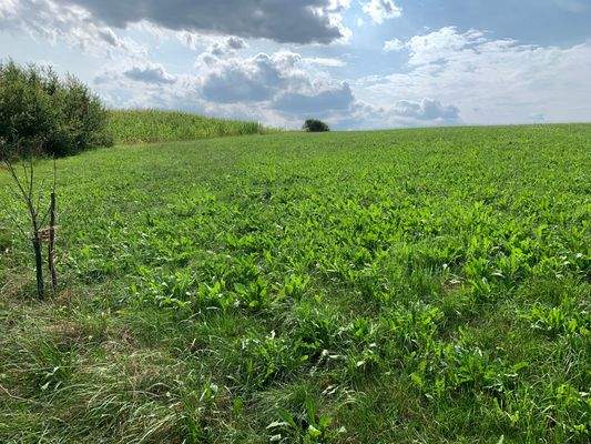 Bauerwartungsland Passau 2.JPG