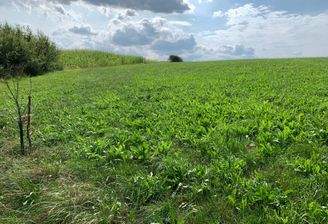 Bauerwartungsland Passau 2.JPG