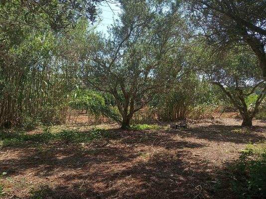 Kreta, Stilos: Landgrundstück mit Wohnhaus zu verkaufen