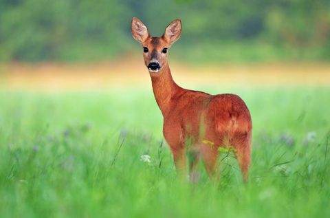 Bersenbrück Bauernhöfe, Landwirtschaft, Bersenbrück Forstwirtschaft