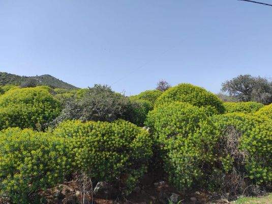 Kreta, Omprogialos: Grundstück mit unverbaubarem Meerblick zu verkaufen