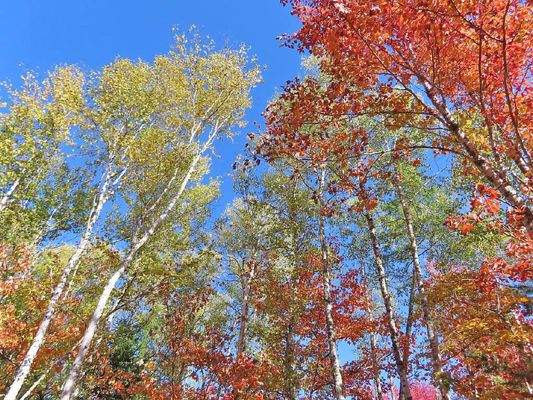 Nova Scotia - Smithfield - Wunderschönes 47-Hektar