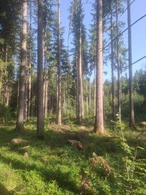 Sauerlach Wald 2025 I.jpg