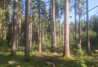 Sauerlach Wald 2025 I.jpg