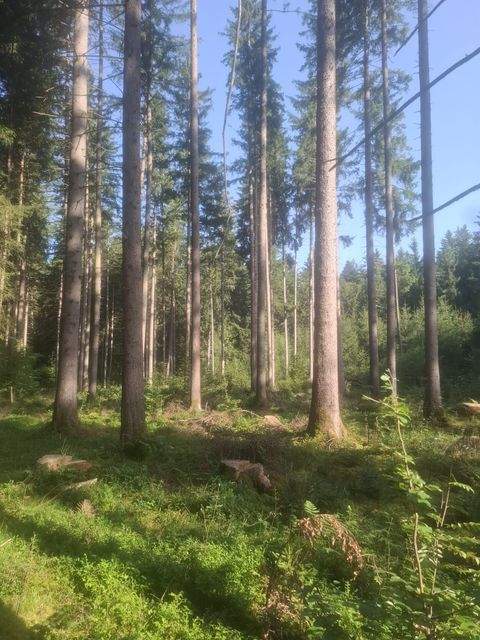 Sauerlach Bauernhöfe, Landwirtschaft, Sauerlach Forstwirtschaft