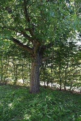 .. weiterer Baumbestand !