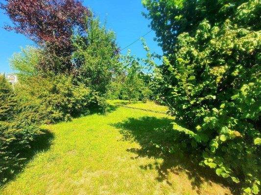 Viele Büsche und Bäume.jpg