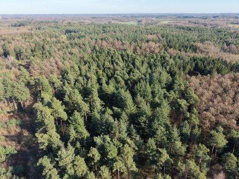 Bippen Bauernhöfe, Landwirtschaft, Bippen Forstwirtschaft