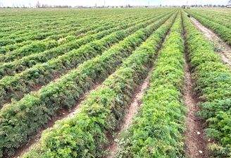 Ackerfläche (Verkaufseinheit 1)