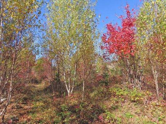 Nova Scotia - Smithfield - Wunderschönes 47-Hektar